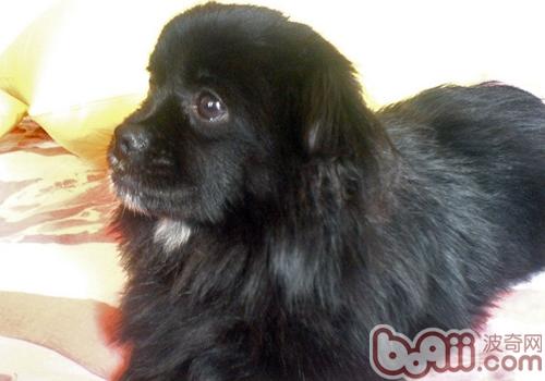 西藏獵犬