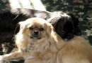 西藏獵犬