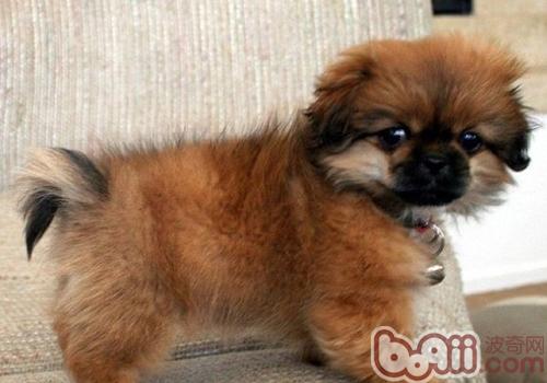 西藏獵犬