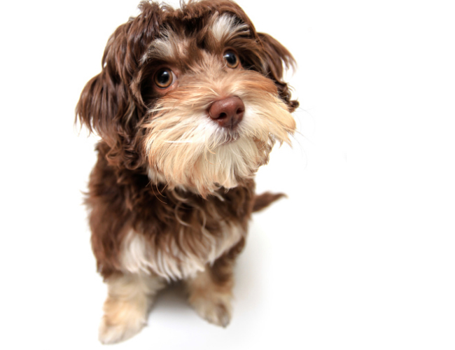 哈威那犬