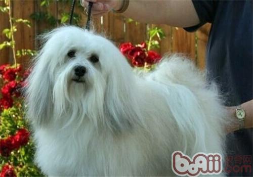 哈威那犬