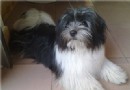 哈威那犬