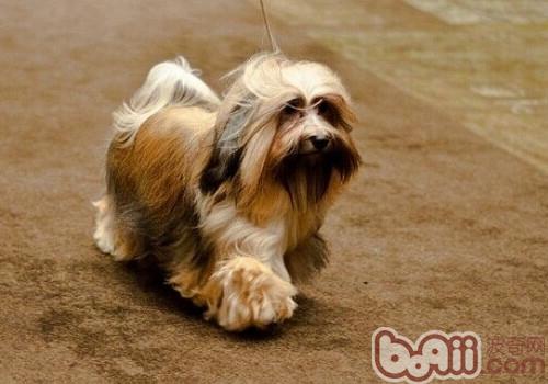 哈威那犬