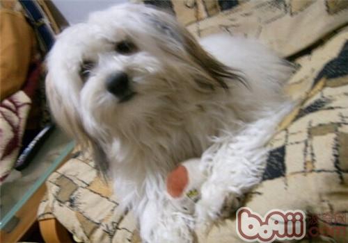哈威那犬