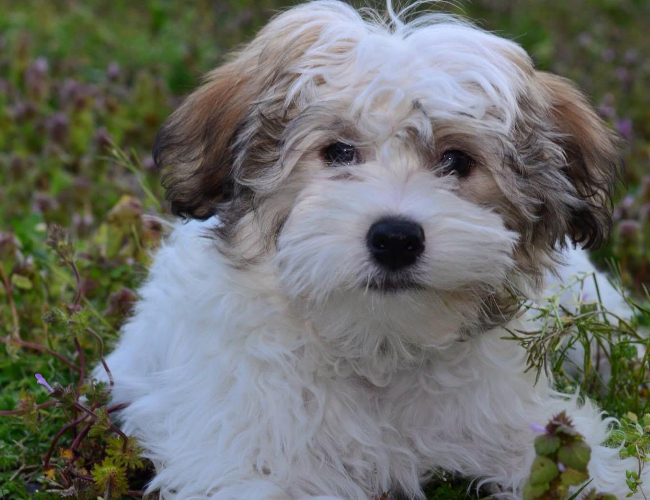 哈威那犬