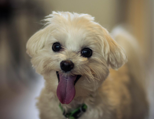 哈威那犬