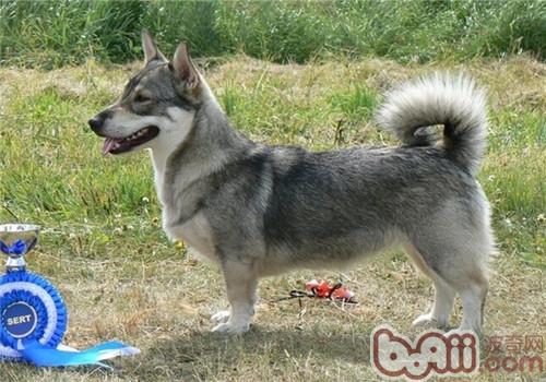 瑞典柯基犬
