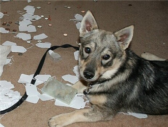 瑞典柯基犬
