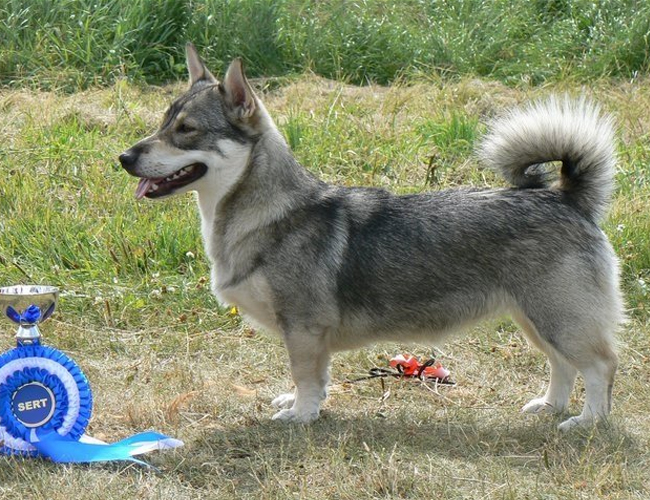 瑞典柯基犬