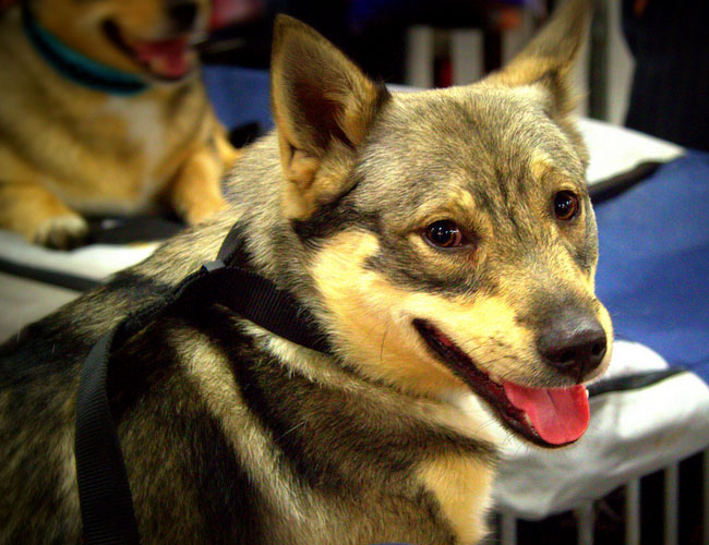 瑞典柯基犬