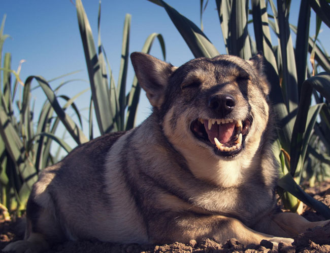瑞典柯基犬