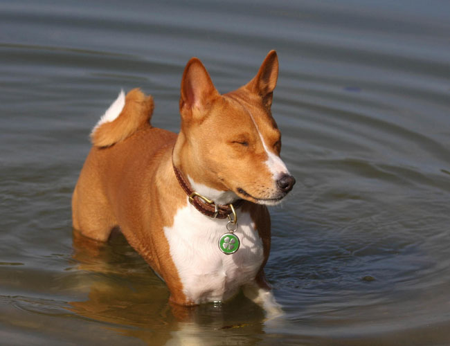 貝生吉犬
