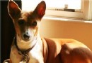 貝生吉犬