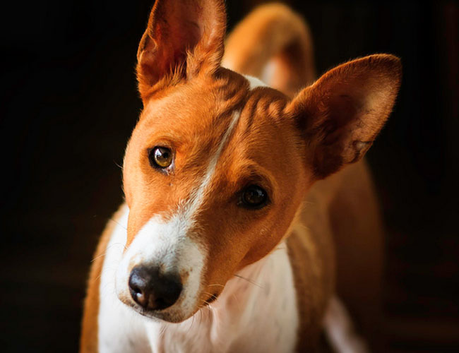 貝生吉犬
