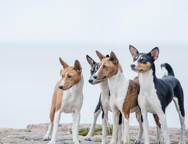 貝生吉犬