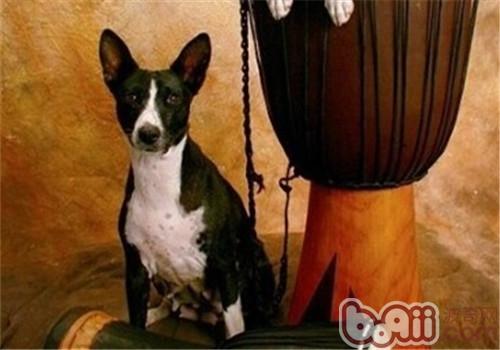 貝生吉犬