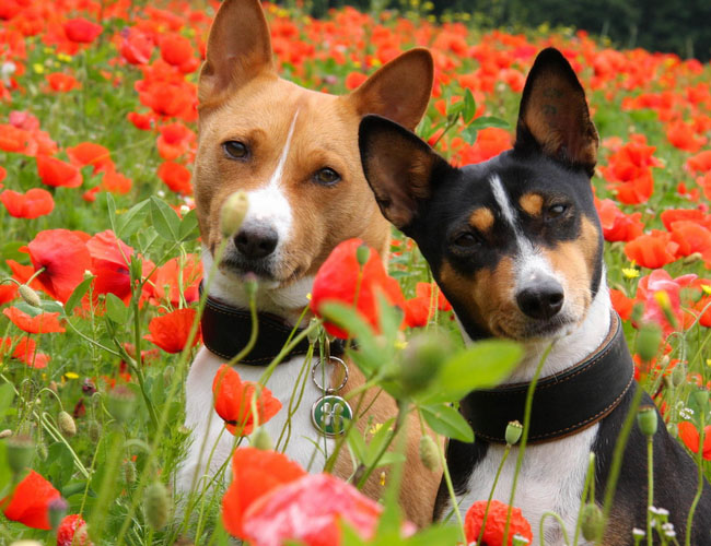 貝生吉犬
