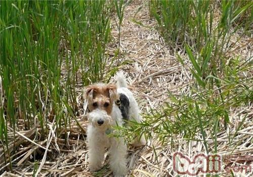 剛毛獵狐梗