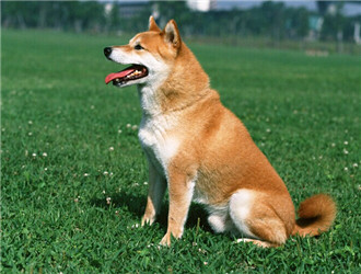 柴犬