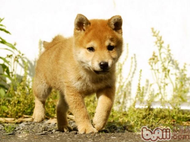 柴犬