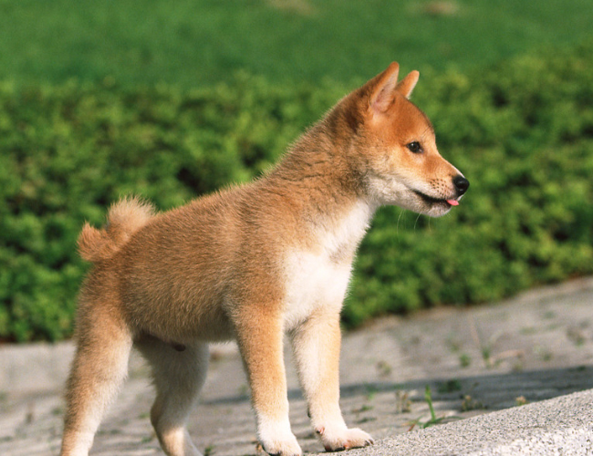柴犬