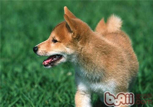 柴犬