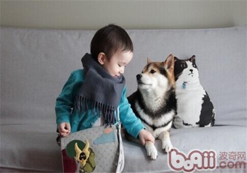 柴犬