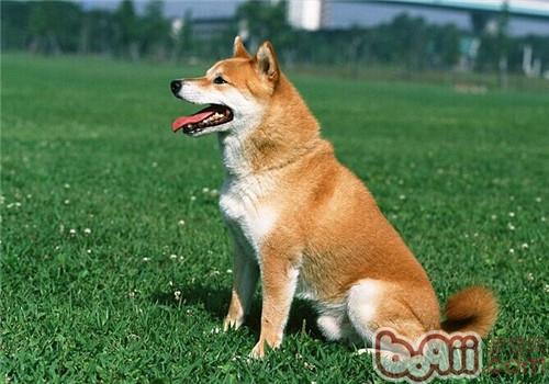 柴犬