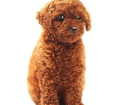 泰迪犬