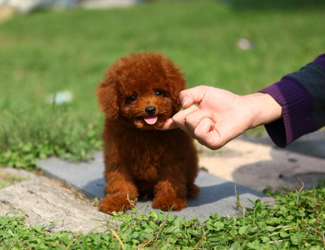 泰迪犬