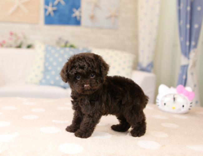 泰迪犬