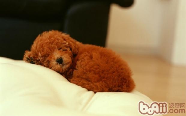泰迪犬