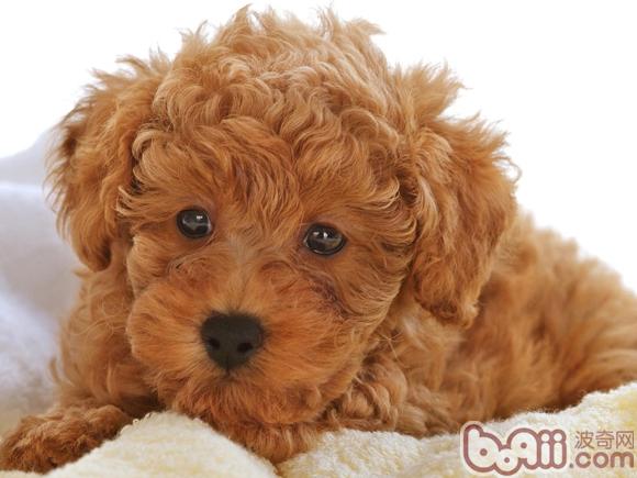 泰迪犬