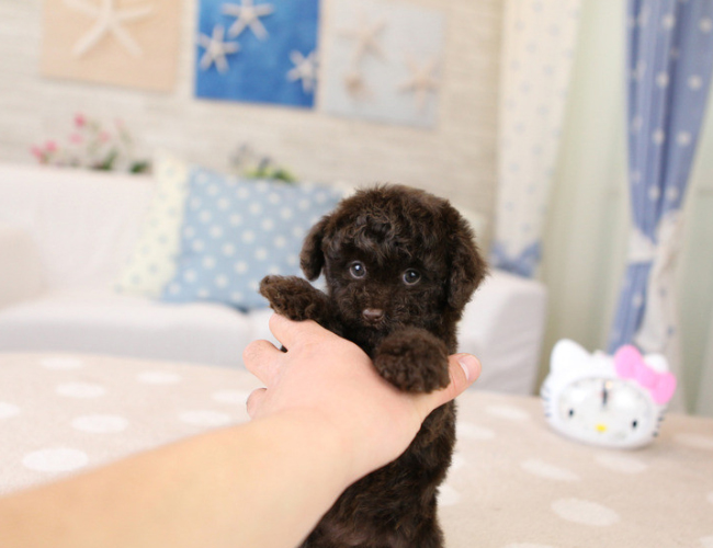 泰迪犬