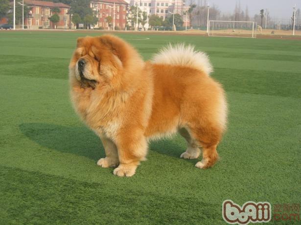 松獅犬