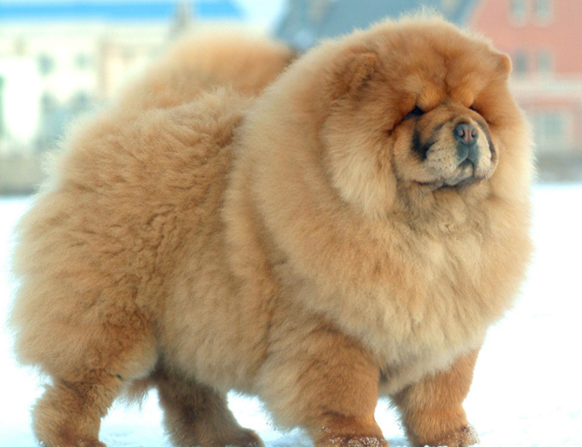 松獅犬