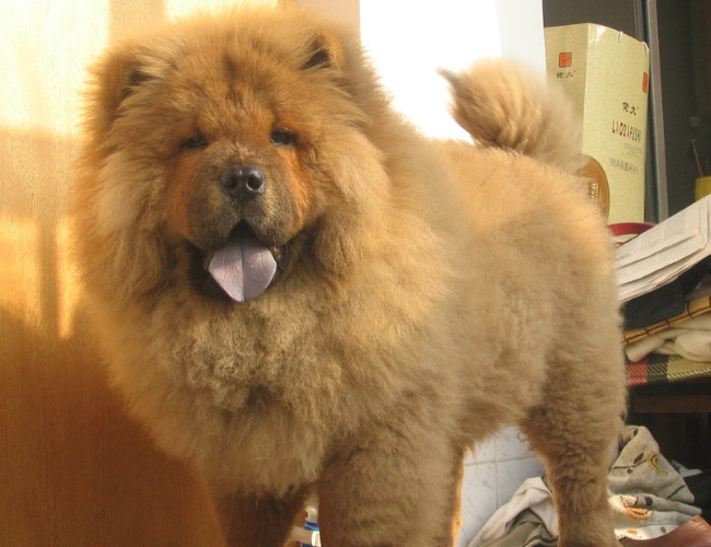 松獅犬