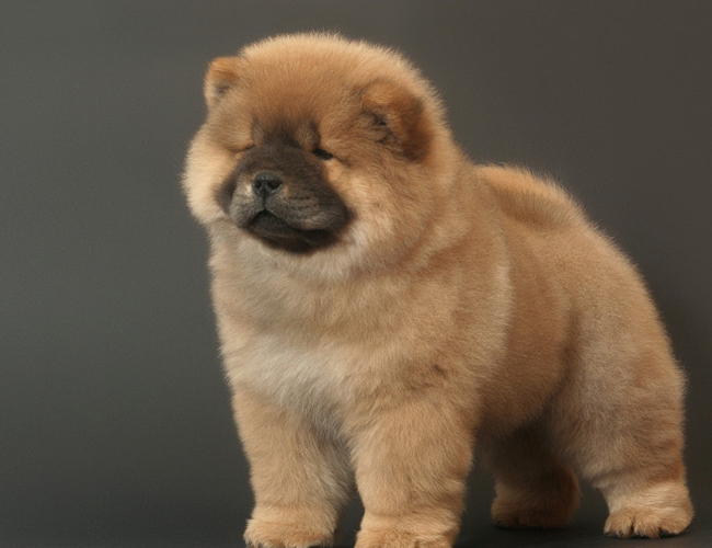 松獅犬