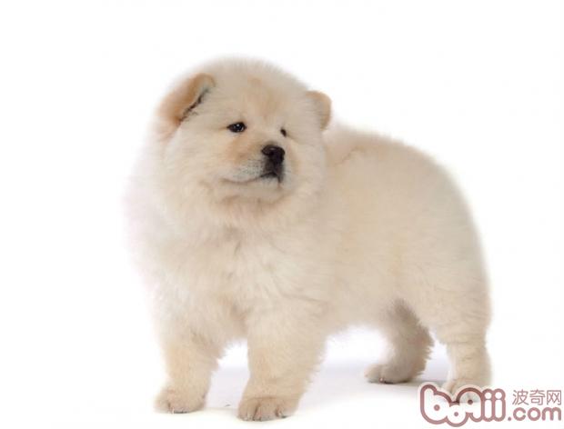 松獅犬