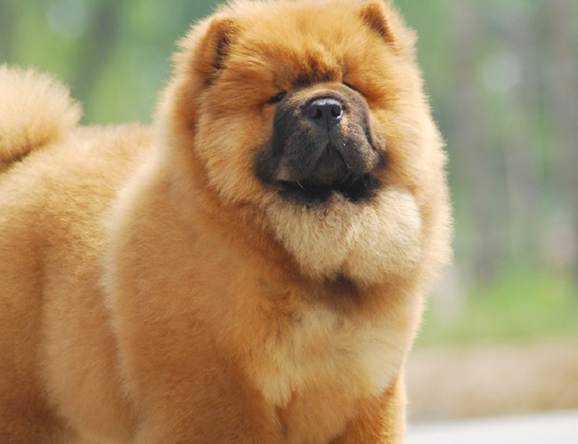松獅犬