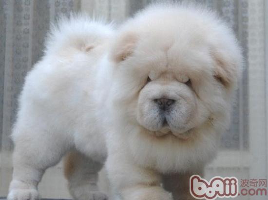 松獅犬