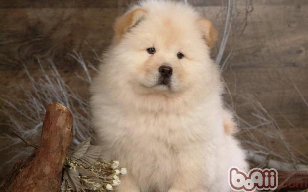 松獅犬