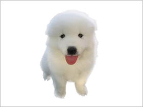 薩摩耶犬