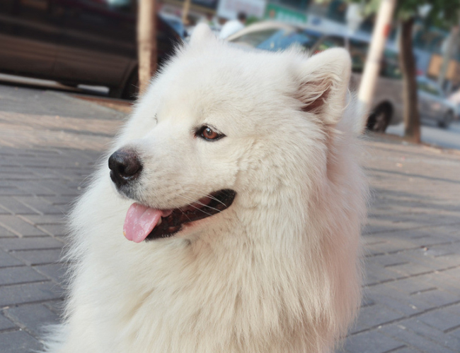 薩摩耶犬