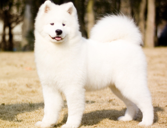 薩摩耶犬