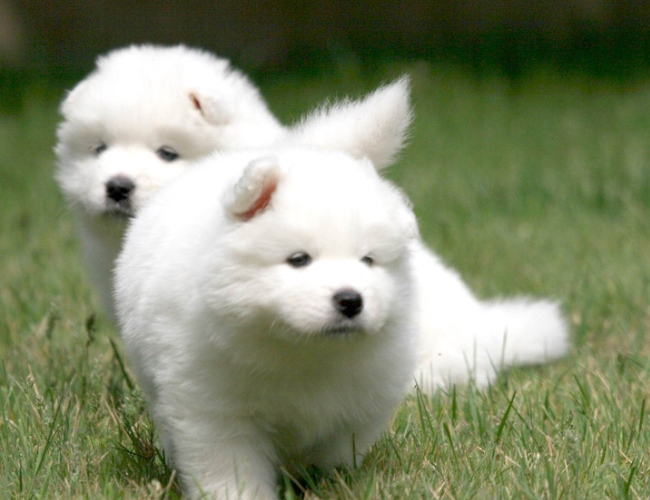 薩摩耶犬