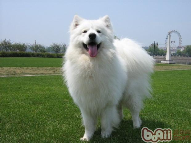薩摩耶犬