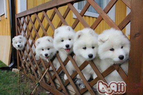 薩摩耶犬