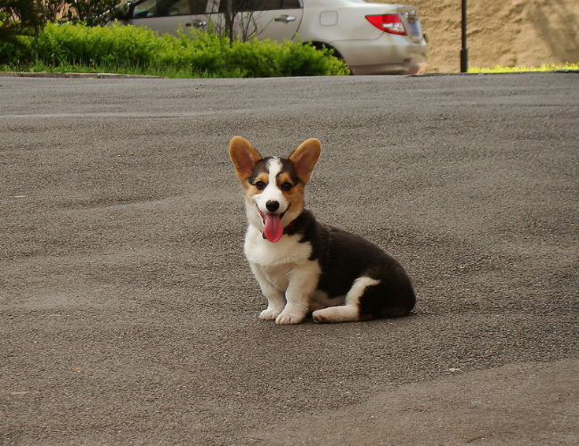 威爾士柯基犬