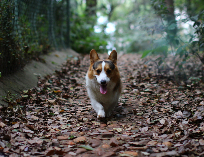 威爾士柯基犬